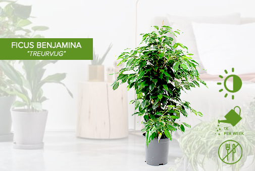 Plant opmaak - F Benjaminav2